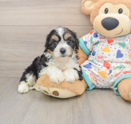 6 week old Cavachon Puppy For Sale - Premier Pups