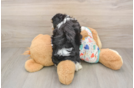 Best Cavachon Baby