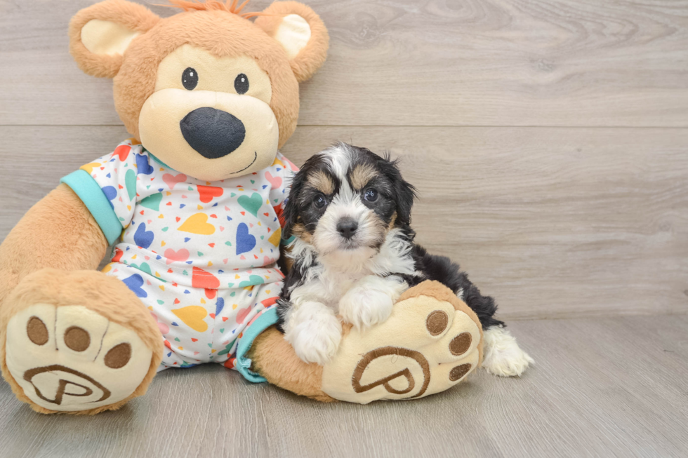 Cavachon Puppy for Adoption