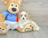 6 week old Cavachon Puppy For Sale - Premier Pups