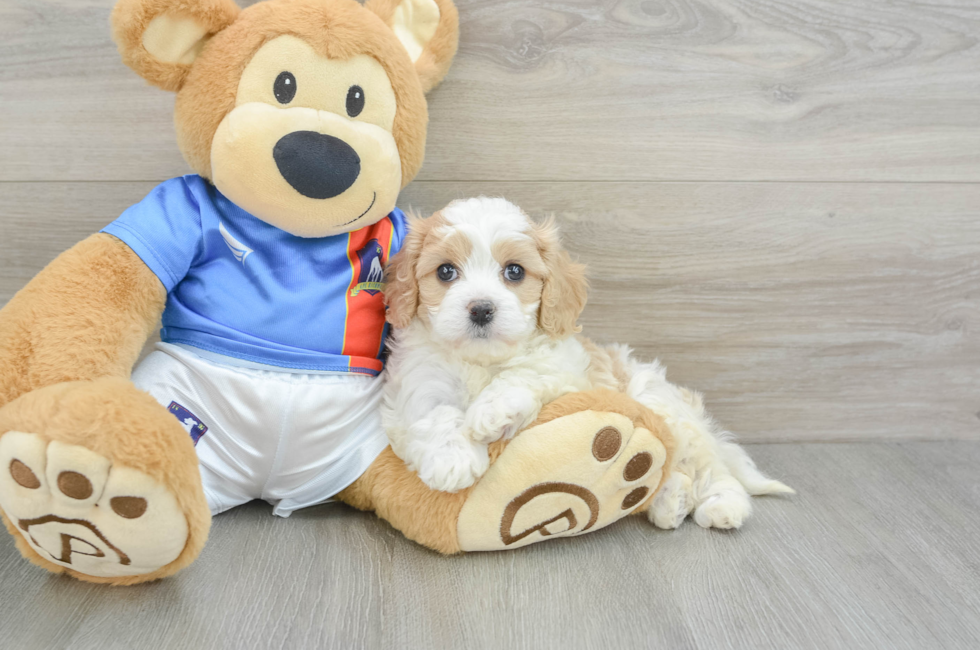 5 week old Cavachon Puppy For Sale - Premier Pups