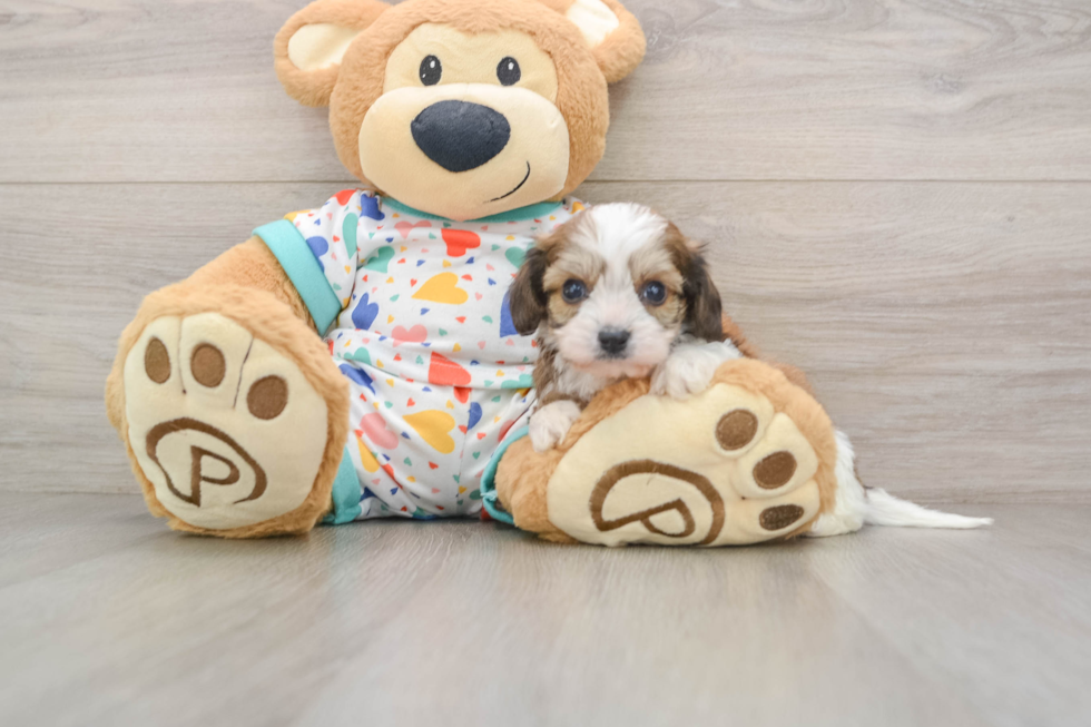 Best Cavachon Baby