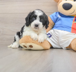 5 week old Cavachon Puppy For Sale - Premier Pups