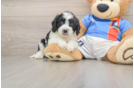 Small Cavachon Baby