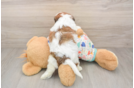 Best Cavachon Baby