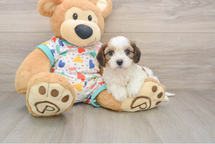 Friendly Cavachon Baby