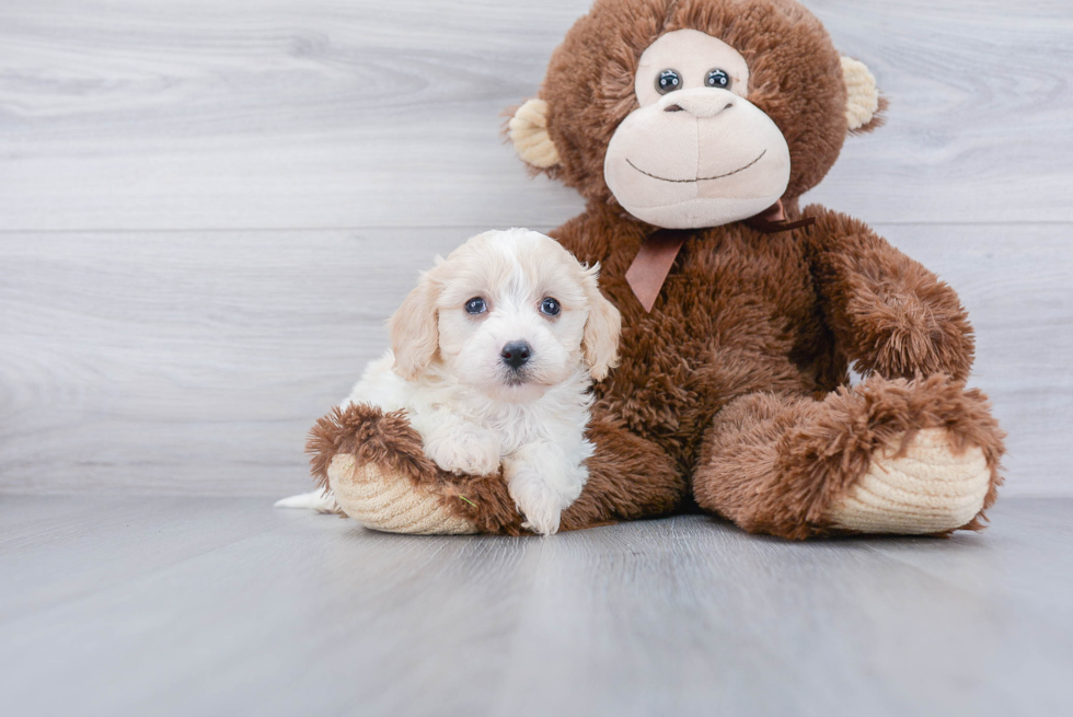 Adorable Cavalier Designer Puppy