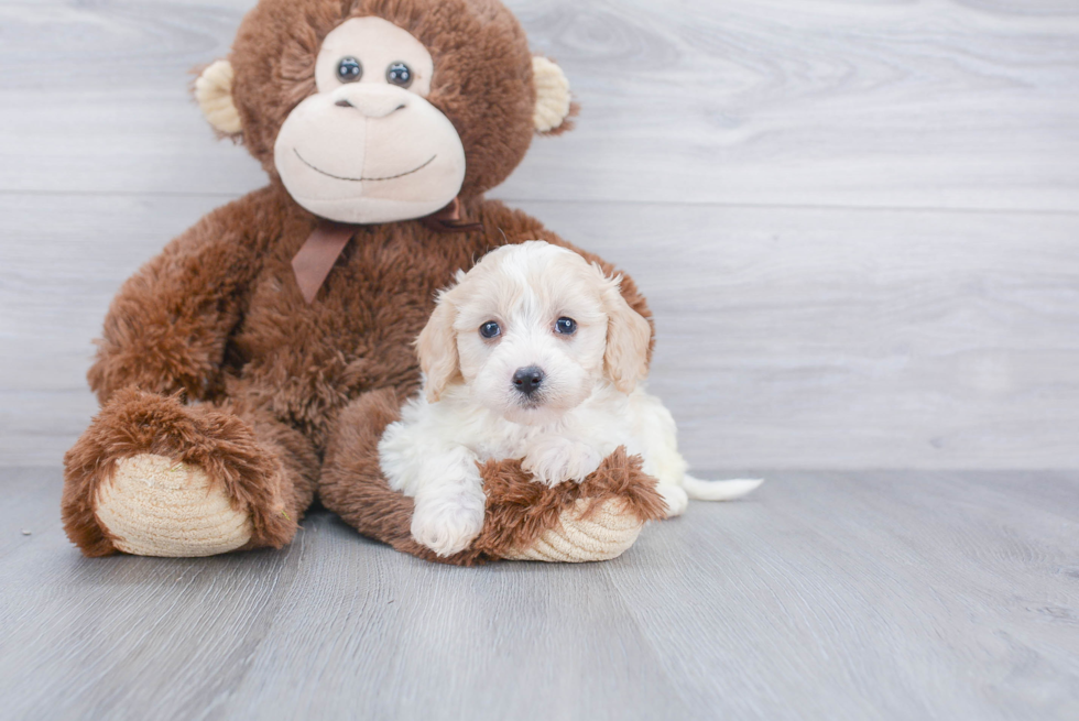 Adorable Cavalier Designer Puppy