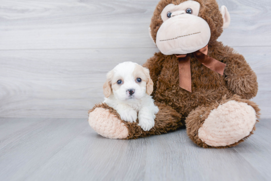 Cavachon Pup Being Cute