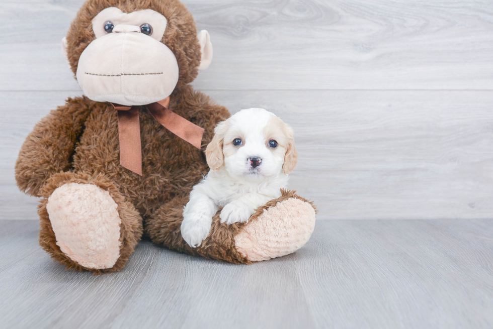 Cavachon Puppy for Adoption