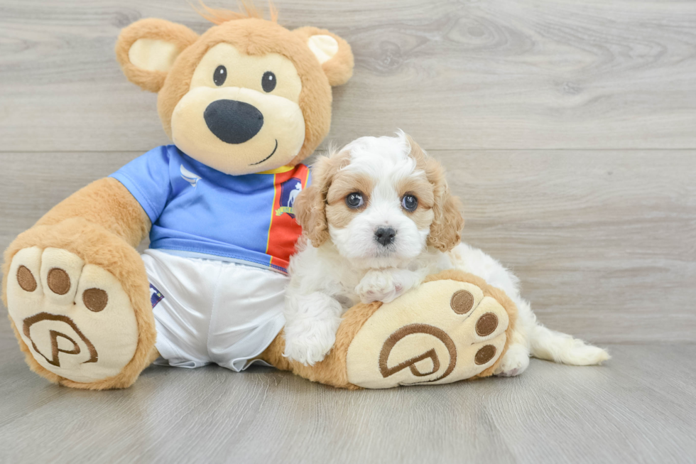 Adorable Cavalier Bichon Designer Puppy