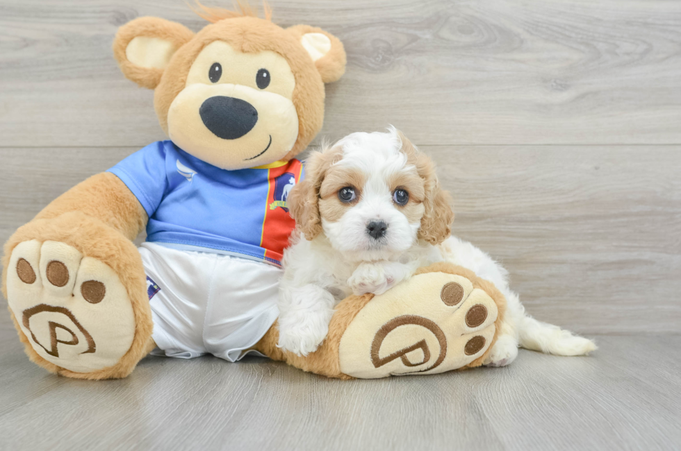 5 week old Cavachon Puppy For Sale - Premier Pups