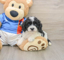 5 week old Cavachon Puppy For Sale - Premier Pups