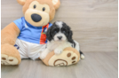 Cavachon Pup Being Cute