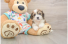 Cavachon Pup Being Cute