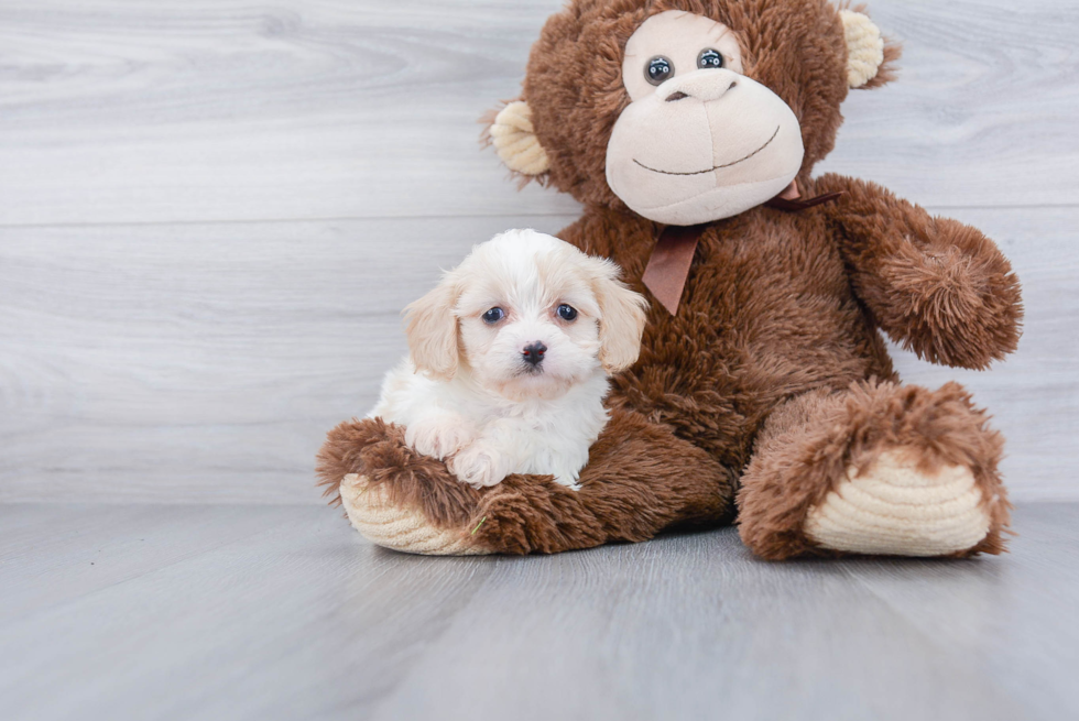 Small Cavachon Baby