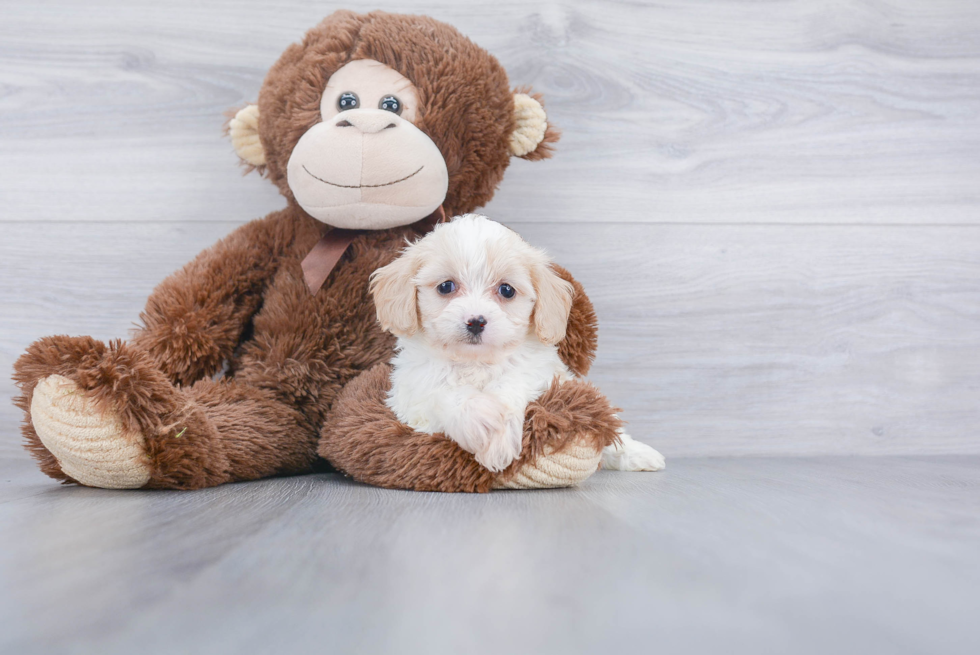 Cavachon Pup Being Cute