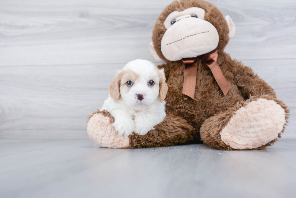 Cavachon Puppy for Adoption