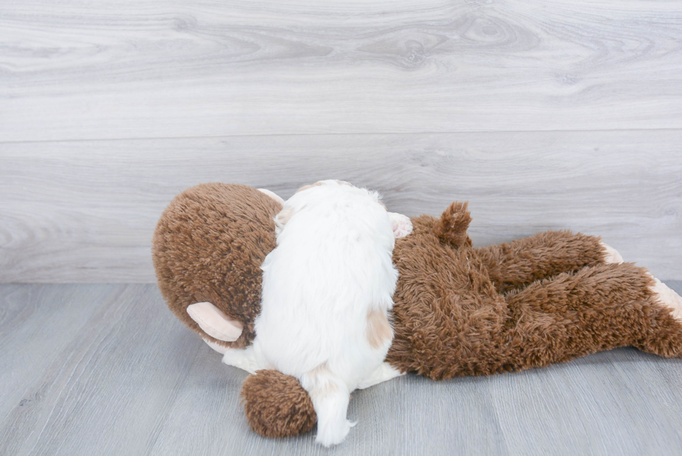 Cavachon Pup Being Cute