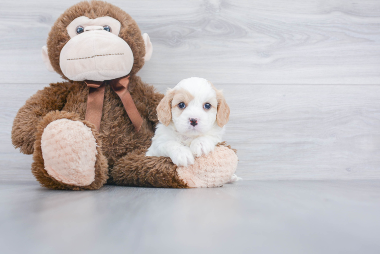 Adorable Cavalier Designer Puppy