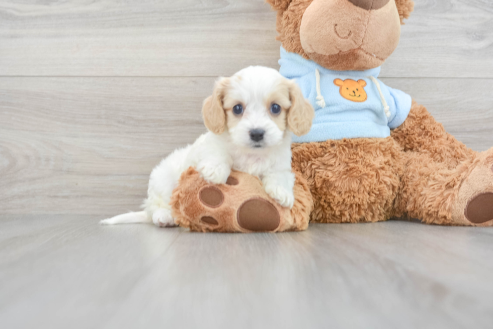 Cavachon Pup Being Cute