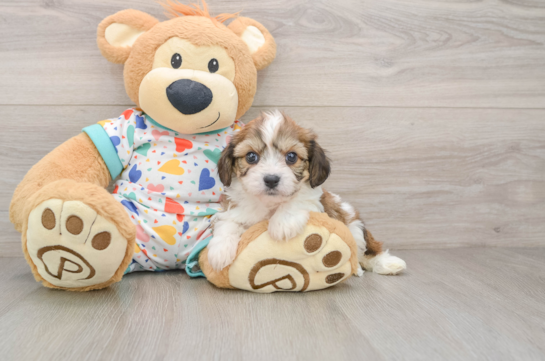 Cavachon Puppy for Adoption