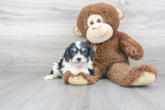 Best Cavachon Baby