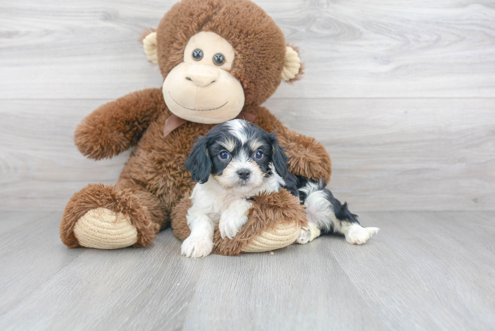 Cavachon Pup Being Cute