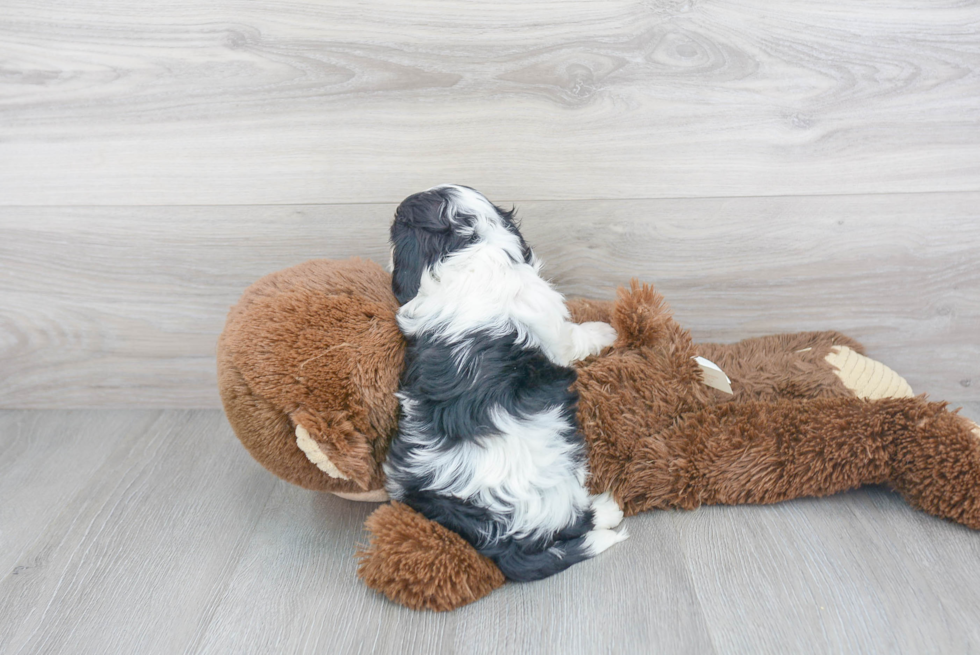 Happy Cavachon Baby