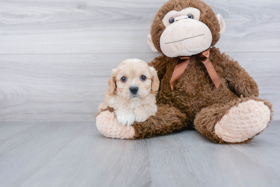 Best Cavachon Baby