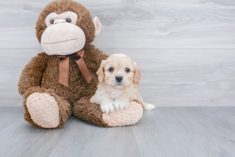 Best Cavachon Baby