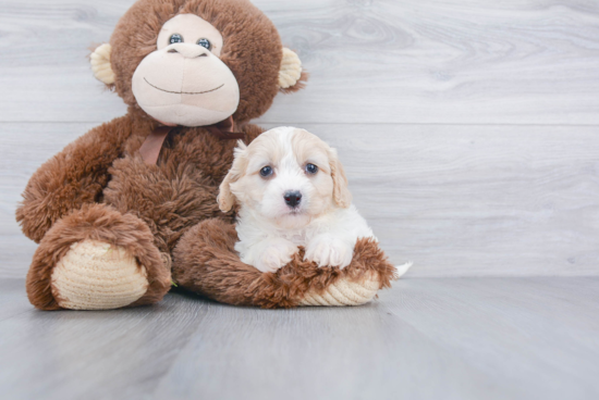 Petite Cavachon Designer Pup