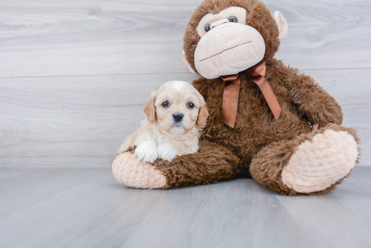 Cavachon Pup Being Cute