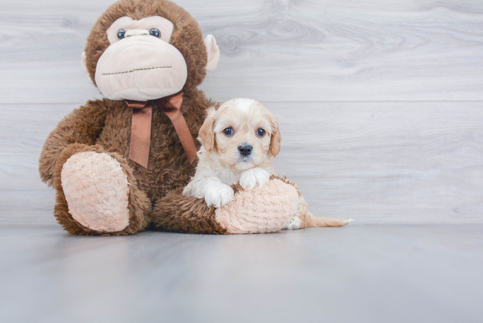 Best Cavachon Baby