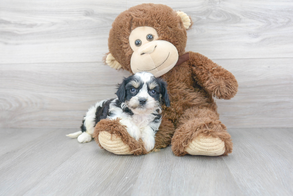 Happy Cavachon Baby