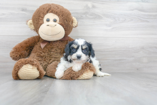 Cavachon Puppy for Adoption