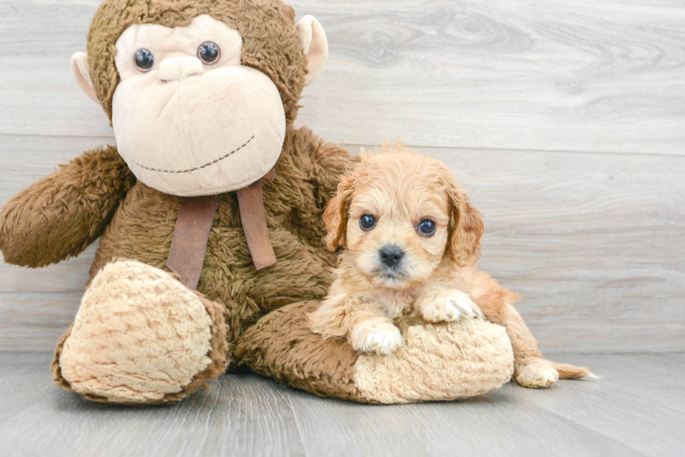 Smart Cavachon Designer Pup