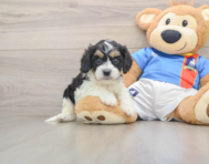 5 week old Cavachon Puppy For Sale - Premier Pups
