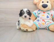 5 week old Cavachon Puppy For Sale - Premier Pups