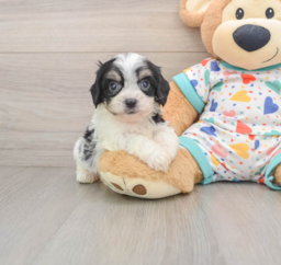 7 week old Cavachon Puppy For Sale - Premier Pups