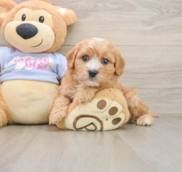 5 week old Cavachon Puppy For Sale - Premier Pups