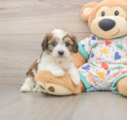 6 week old Cavachon Puppy For Sale - Premier Pups