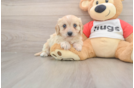 Best Cavachon Baby
