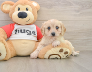 5 week old Cavachon Puppy For Sale - Premier Pups