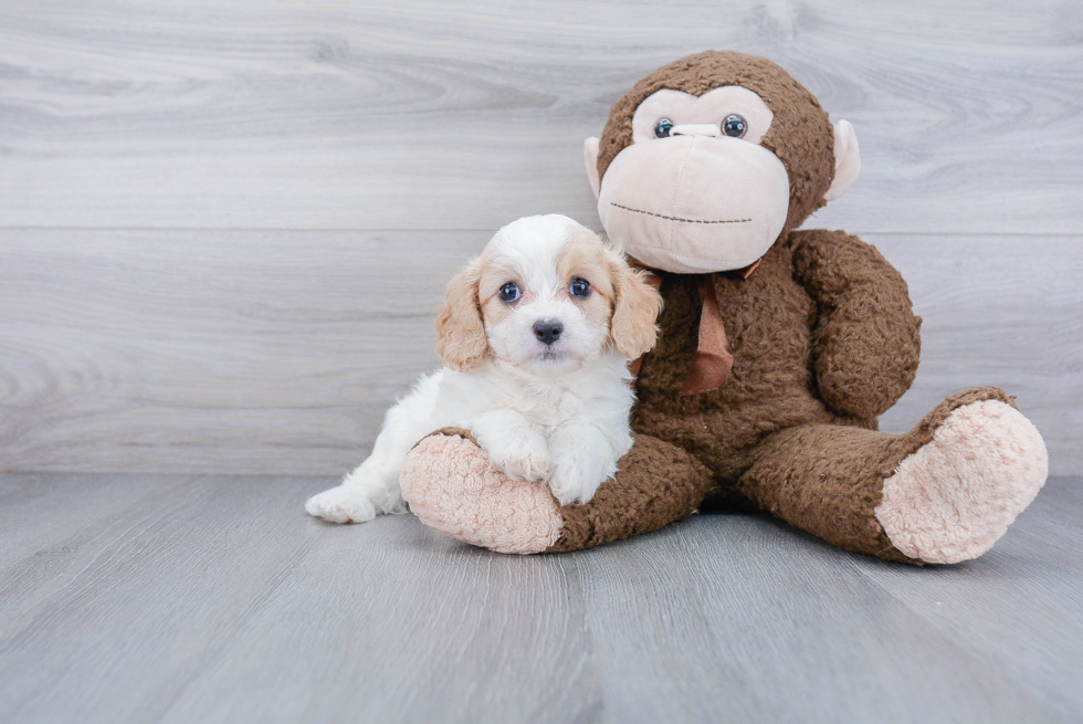 Cavachon Pup Being Cute