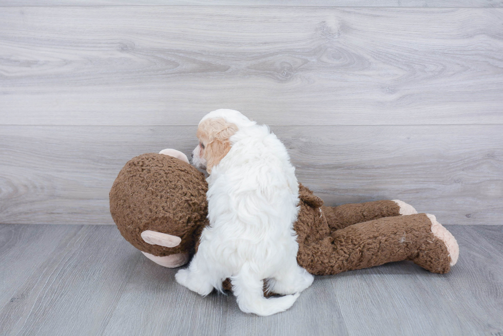 Sweet Cavachon Baby