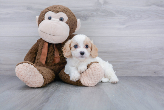 Sweet Cavachon Baby