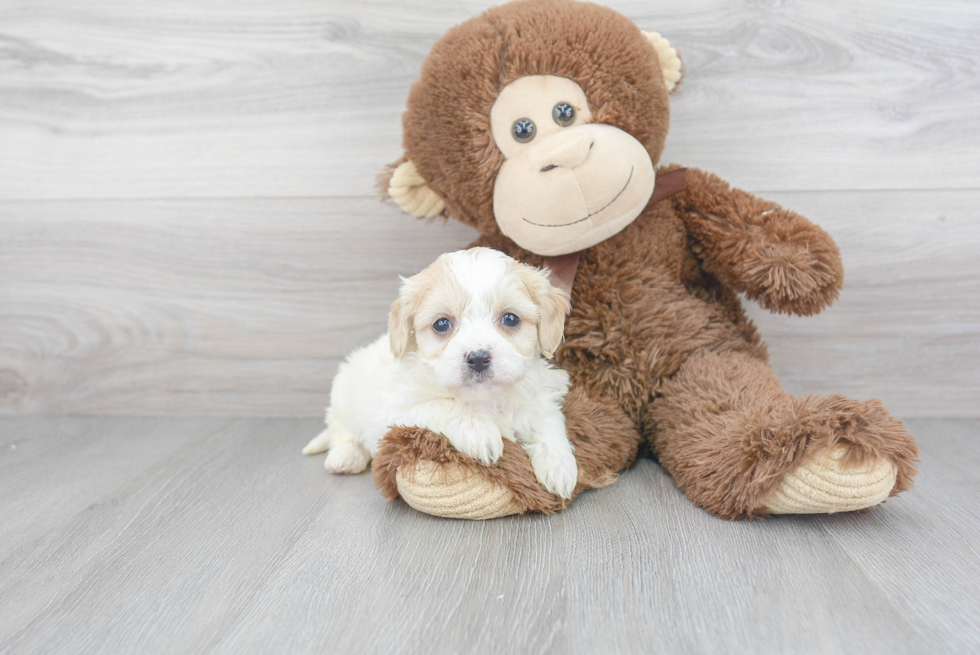 Cavachon Puppy for Adoption