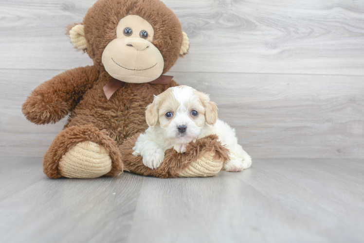 Best Cavachon Baby