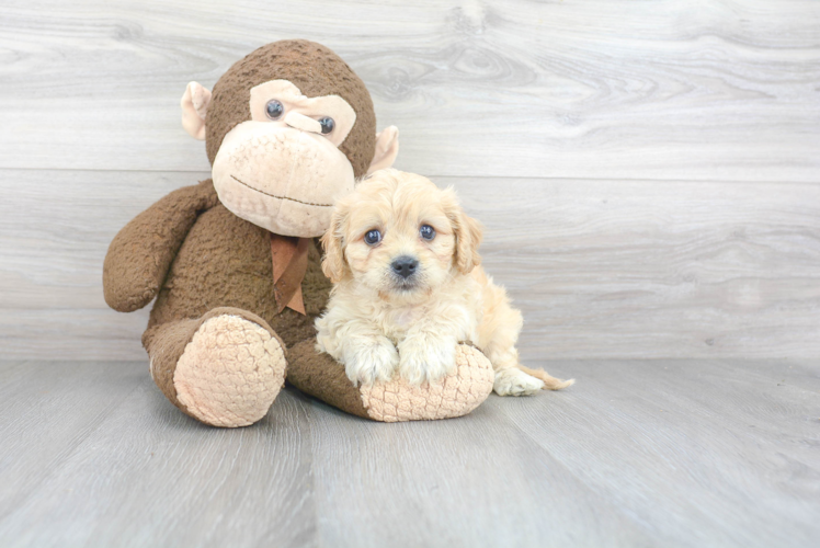 Little Cavalier Designer Puppy